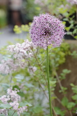 Allium stipitatum