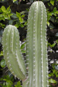 succulent plant - polaskia kikipe