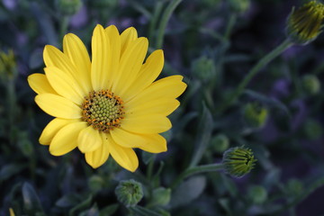 Flower gazania