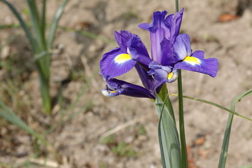 iris flower