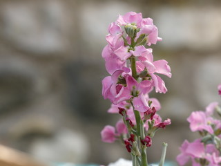 Purple flower blouses