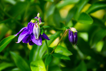Delicate columbine flower (Aquilegia vulgaris) in garden