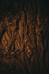 Dark bark tree.