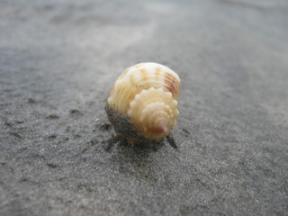 Yellow shell