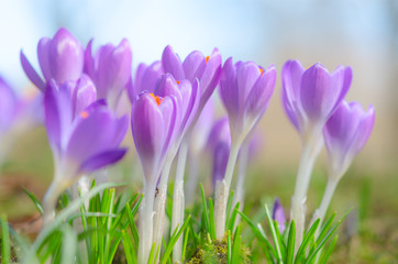 Beautiful spring crocus flowers on sunlit Alpine glade