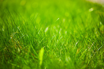 grass background