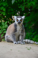 The ring-tailed lemur (Lemur catta)