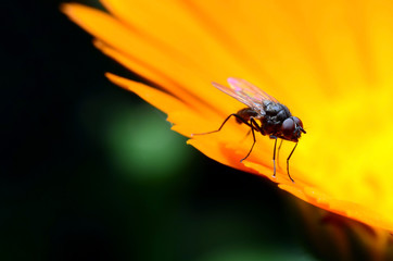 Beautiful fly on flower