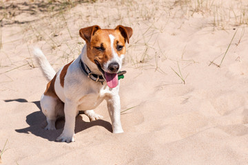 Dog Jack Russell sits on the sea in the sand
