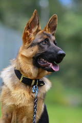 german shepherd puppy