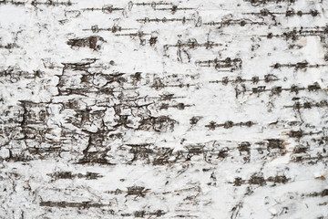 birch tree bark