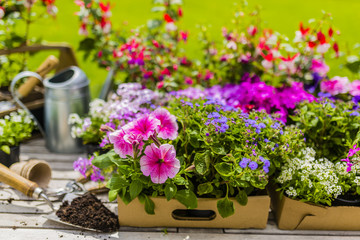 Seedlings of colorful flowers for planting in the garden.