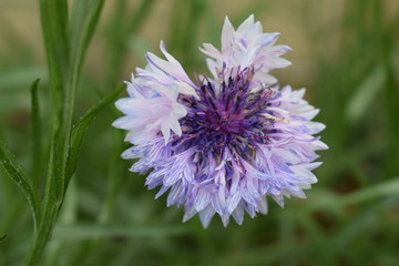 Fleur violette