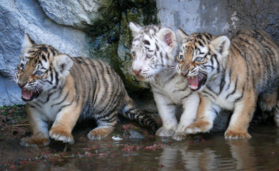 cachorros de tigre