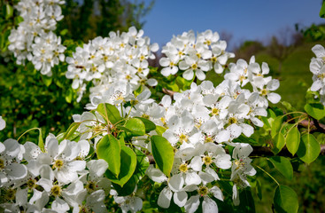 Branch of a flowering pear tree