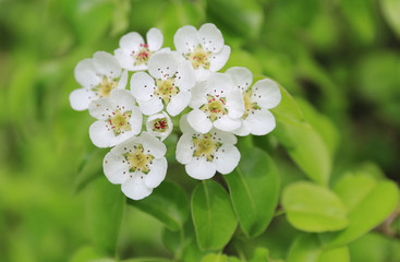 spring flower on tree