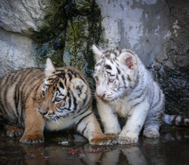 cachorros de tigre