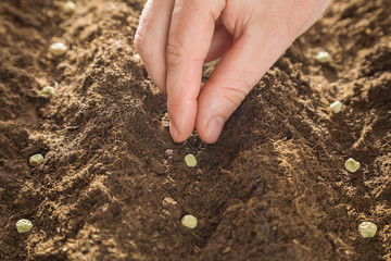 Gardener's hand seeding peas in the ground. Early spring preparations for the garden season.