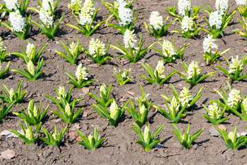 Growing white hyacinths in the garden in the spring.