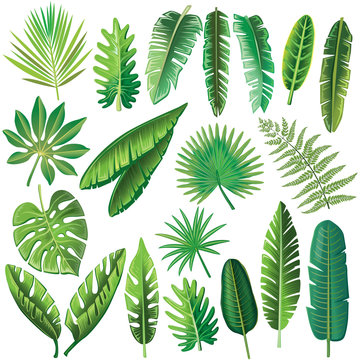 Vector tropical leaves