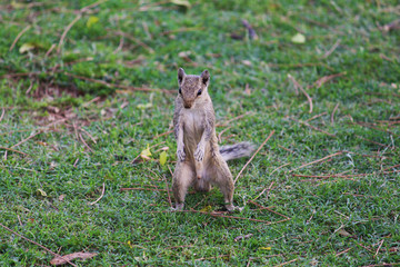 a standing squirrel on the grass