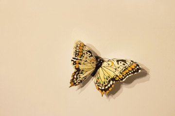 Close up view of isolated magnet (souvenir) shaped of butterfly on beige background.