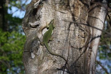 A magnificent lizard on a tree is warmed by the sun