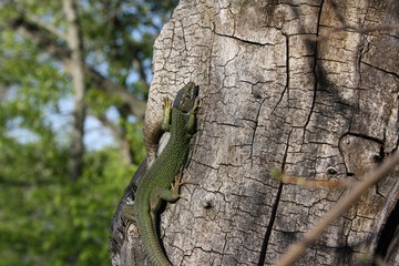 A lizard on a tree is warmed by the sun