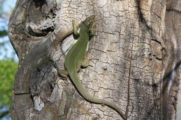 A magnificent lizard on a tree is warmed by the sun