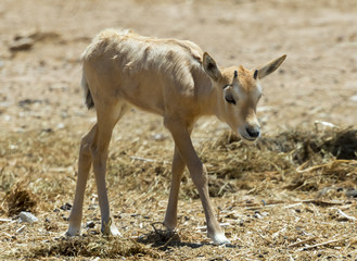 Baby of antelope Arabian white oryx (Oryx dammah). The species inhabits the Israeli nature reserve because this species is in danger of extinction in its native environment of Sahara desert