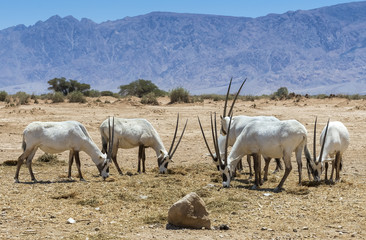 Obraz na płótnie Canvas Herd of antelope Arabian white oryx (Oryx dammah). It inhabits the Israeli nature reserve because this species is in danger of extinction in its native environment of Sahara desert