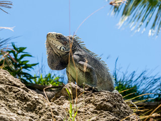 Iguane prenant le soleil sur fond du ciel