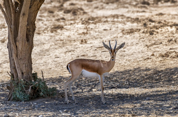 Dorcas gazelle (Gazella dorcas) inhabits nature desert reserve near Eilat, Israel. Expanding human civilization in the Middle East is a major threat to populations of this species
