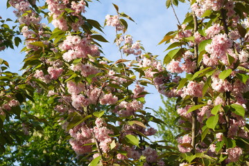 Różowe kwiaty drzewa młodej śliwy japońskiej © Currentofimages