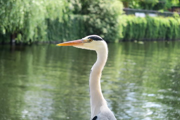 Fischreiher im Profilbild 