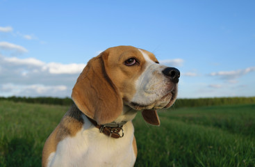 Beagle on a walk in a green field in summer evening