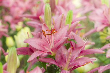 Pink Lilies in the garden