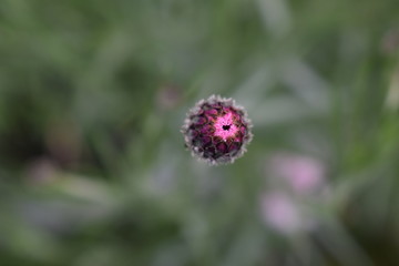 bouton de fleur 