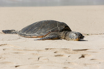Sea Turtle in Sand