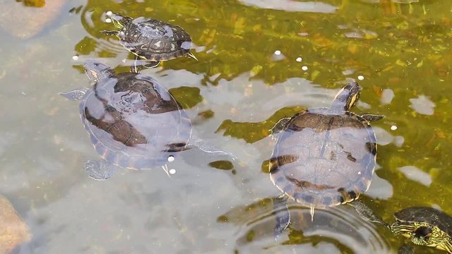 Tartarugas no lago comendo ração.