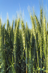 Ears of barley in a field, agricultural concept.