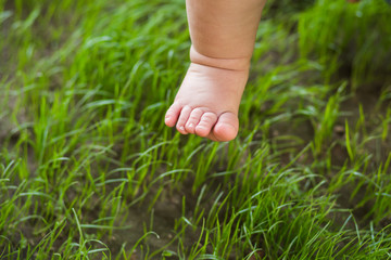 Closeup of cute tiny legs of  one year old white baby isolated on green grass background. Little boy or girl trying to make first steps outdoors in sunny summer or spring park. Horizontal color image.