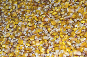 Corn seeds background