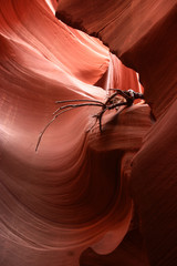 Tumbleweed in slot canyon, Arizona