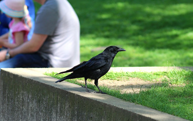 curious raven near sitting people