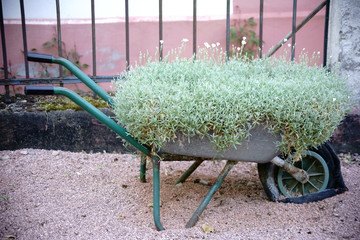 Schubkarre mit Blumen Dekor / Eine alte Schubkarre mit plattem Reifen dient als Blumentopf für...