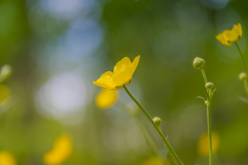 Butterblumen, gelbe Blumen im Wald