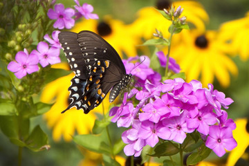 Adult female eastern black swallowtail, Papilio polyxenes asterius on pink flower