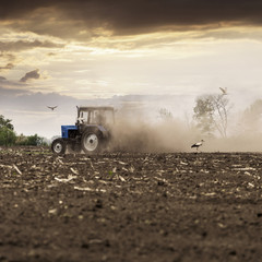 Fototapeta premium The tractor plows the field in the spring, and behind it the dust rolls and birds fly to find the food against the beautiful sunset sky. Agriculture