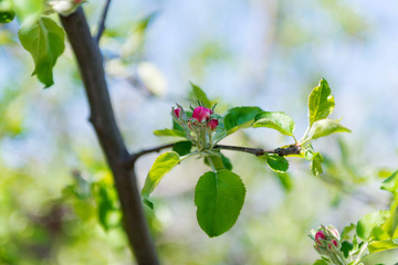 The flower of a cherry tree which blooms on the way. Flowering cherry in the spring, the scent of blossoming apricot.